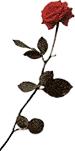 Former Social Democrats logo